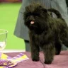 affenpinscher21