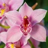 orchidarium92