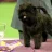 affenpinscher21