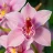 orchidarium92
